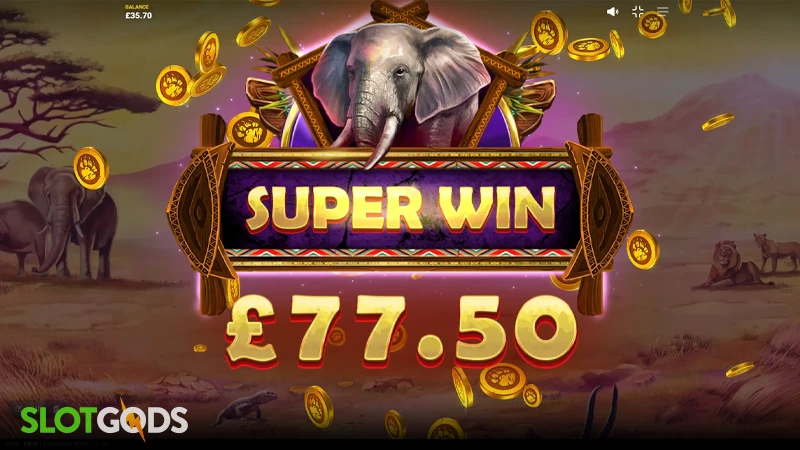 A screenshot of a big win in Savannah Pride slot